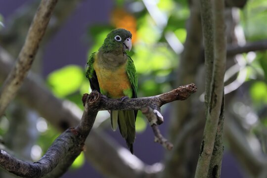 Cactus parakeet (Eupsittula cactorum), adult, on tree, alert, Brazil, South America