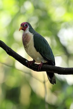 Jambu Fruit Dove (Ptilinopus jambu), adult, on tree, alert, Singapore, Southeast Asia