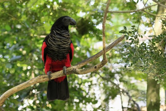 Bristle-headed Parrot (Psittrichas fulgidus), adult, on tree, spreading, wings, New Guinea, captive, Singapore