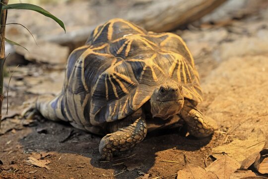 Burmese star tortoise (Geochelone platynota), adult, foraging, Myanmar, Asia, captive, Singapore