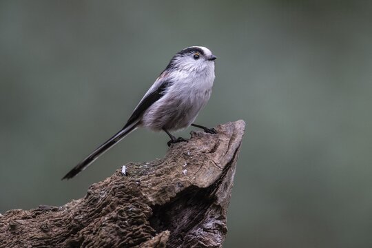 Long-tailed Tit (Aegithalos caudatus), Emsland, Lower Saxony, Germany