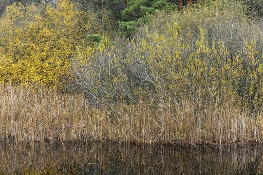 Autumn forest, autumn-colored trees, water of a small lake in front, near Prerow, Fischland-Dar&szlig;-Zingst, Western Pomerania Lagoon Area National Park, Mecklenburg-Western Pomerania, Germany