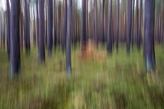 Forest, pine trees (Pinus), pine forest, tree trunks, distorted, moving camera, Dar&szlig;wald, Fischland-Dar&szlig;-Zingst, National Park Vorpommersche Boddenlandschaft, Mecklenburg-Vorpommern, Germany