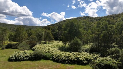 Peaceful meadow flowers and plants growing wild in nature in the Catskill Mountains in New York State