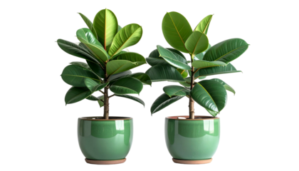 Two vibrant potted rubber plants against a black backdrop. Each boasts lush green leaves