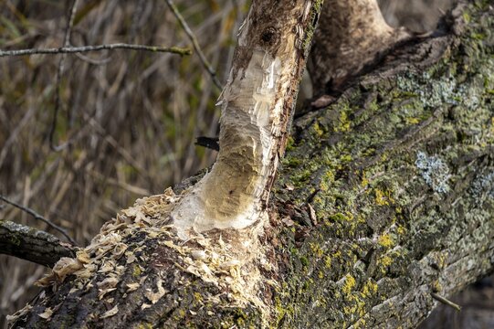 Tree felled by beaver, Dar&szlig;wald, Dar&szlig;, Fischland-Dar&szlig;-Zingst, Western Pomerania Lagoon Area National Park, Mecklenburg-Western Pomerania, Germany