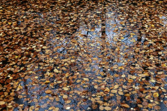 Autumn leaves, autumn-colored leaves floating on moor water, Osterwald, Zingst, Fischland-Dar&szlig;-Zingst, Western Pomerania Lagoon Area National Park, Mecklenburg-Western Pomerania, Germany