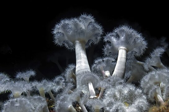 Sea anemone (Metridium senile), Ozeaneum, Hanseatic City of Stralsund, Mecklenburg-Western Pomerania, Germany