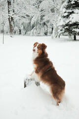 Australian Shepherd standing on hind legs with paws on a snowy stump in winter park. Alert dog pose, intelligence, curiosity, calm snowy environment.
