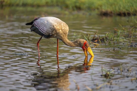 Glutton (Mycteria ibis) in the water foraging on the Chobe River, Ihaha, Chobe National Park, Botswana