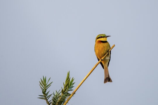 Dwarf spint (Merops pusillus), on the Kavango River, Namibia