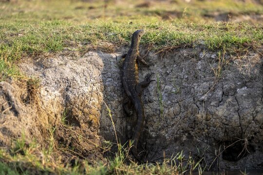 Nile monitor (Varanus niloticus), foraging on the Chobe River, Ihaha, Chobe National Park, Botswana