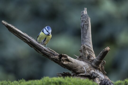 Blue tit (Parus caerulea), Emsland, Lower Saxony, Germany
