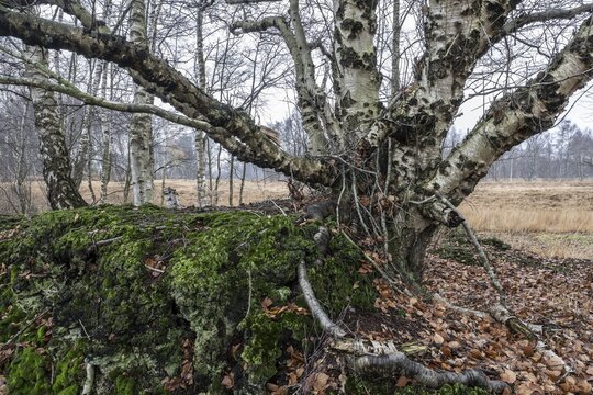 Birches (Betula pendula) in the moor, Emsland, Lower Saxony, Germany