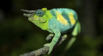 Three-horned chameleon (Trioceros jacksonii), male, Bwindi Impenetrable Forest National Park, Uganda