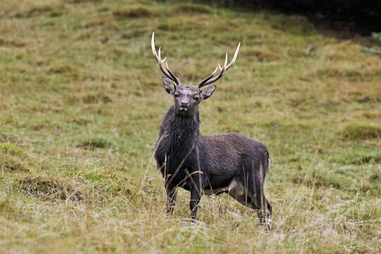 Sika deer (Cervus nippon) standing in meadow, Parc de Merlet, Chamonix-Mont-Blanc, Haute-Savoie, France
