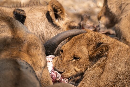 Lion pack with kill, lion (Panthera Leo) eats buffalo, savanna, Moremi Game Reserve, Botswana