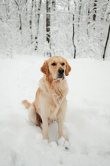 Golden Retriever sitting calmly in deep snow with snowy forest background. Winter dog portrait showing calm temperament, confidence and natural beauty outdoors.