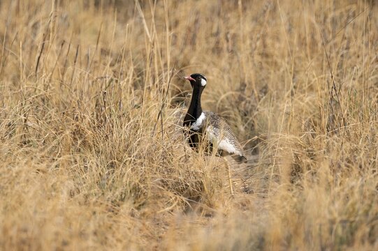 Northern Black Korhaan (Afrotis afraoides), or cackling bustard (Eupodotis afra), male, Etosha National Park, Namibia