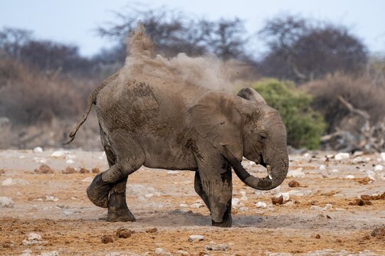 African elephant (Loxodonta africana), taking a mud bath and dusting, Etosha National Park, Namibia