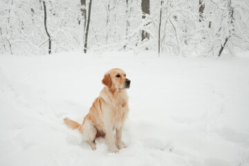 Golden Retriever sitting calmly in deep snow with snowy forest background. Winter dog portrait showing calm temperament, confidence and natural beauty outdoors.