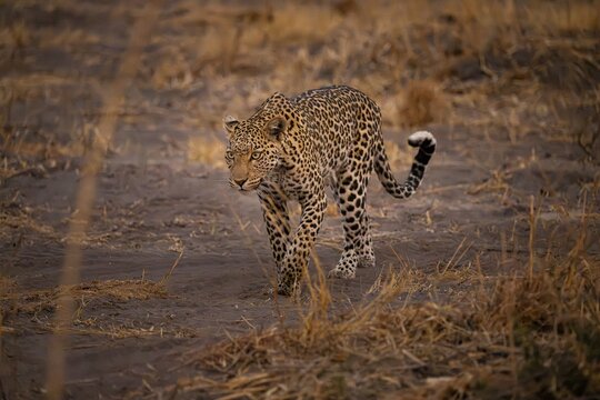 Female, leopard (Panthera pardus) snorting, dry grass, Savuti, Chobe National Park National Park, Botswana