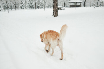 Golden Retriever walking alone through fresh snow in a winter park. Rear view showing quiet movement, exploration, and peaceful outdoor lifestyle.