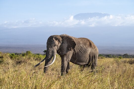 African elephant (Loxodonta africana) in picturesque landscape with the summit of Mount Kilimanjaro, the famous Super Tusker elephant Craig and Pascal, old male with long tusks, in atmospheric evening light, Kajiado County, Kenya
