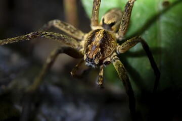 Night view of scary wolf spider (Lycosidae) in the jungle, Amani Nature Forest Reserve, Eastern Usambara Mountains, Tanga, Tanzania