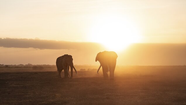 Backlight, African elephant (Loxodonta africana), the famous Super Tusker elephant Craig and Pascal, old bull elephants with long tusks, at sunset, Amboseli, Kenya