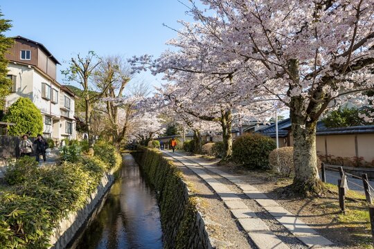 Footpath along a canal, cherry blossoms in spring, Philosopher's Path or Tetsugaku no michi, Kyoto, Japan