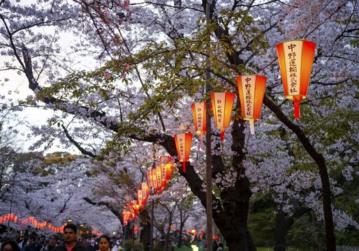 Blooming cherry trees and illuminated lanterns with Japanese writing in the evening, Hanami festival in spring, Ueno Park, Tokyo, Japan