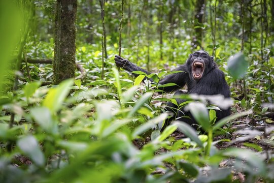 Aggression, chimpanzee (Pan Troglodytes) baring teeth, adult male between leaves in jungle, Kibale National Park, Uganda