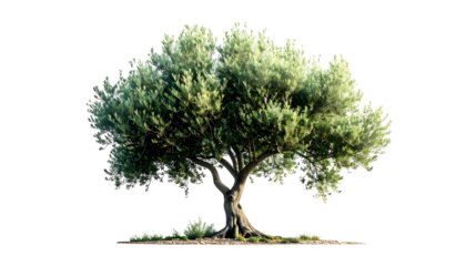 Olive tree silhouetted against black, showing trunk, foliage, and small grass