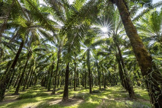 Palm oil plantation, environmental destruction through monoculture, Costa Rica