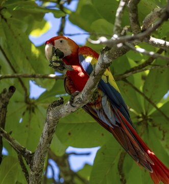 Scarlet macaws (Ara macao) in bengal almond (Terminalia catappa), Puntarenas province, Costa Rica