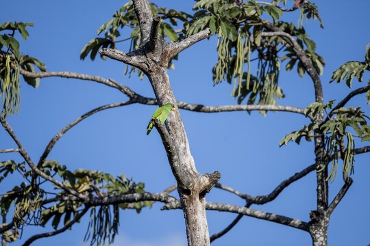 Brown hooded parrot sitting on a branch, Puntarenas province, Costa Rica