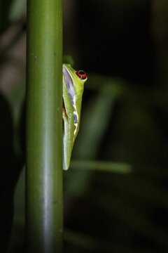 Red-eyed tree frog (Agalychnis callidryas) on a leaf, macro photograph, black background, Tortuguero National Park, Costa Rica