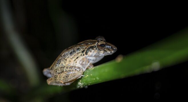 Fitzinger's Dink Frog (Craugastor fitzingeri) on a leaf, macro photograph, black background, Tortuguero National Park, Costa Rica