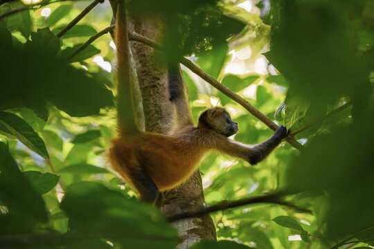 Geoffroy's spider monkey (Ateles geoffroyi) climbing a tree in the jungle, Tortuguero National Park, Costa Rica