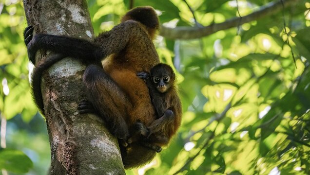 Geoffroy's spider monkey (Ateles geoffroyi) with juvenile climbing a tree in the jungle, Tortuguero National Park, Costa Rica