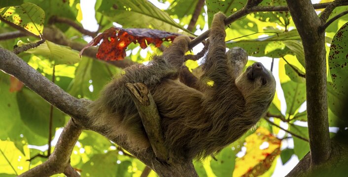 Hoffmann's two-toed sloth (Choloepus hoffmanni) on a branch, Cahuita National Park, Costa Rica