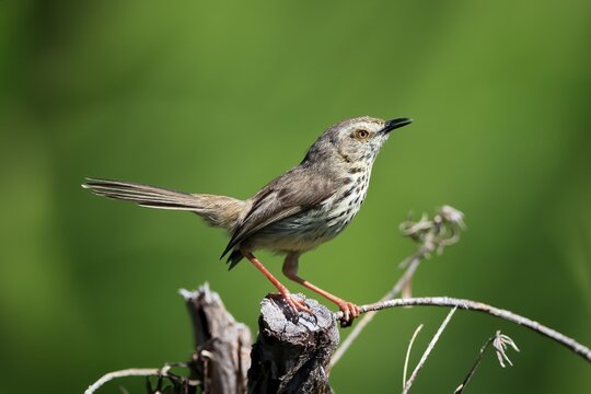 Spotted Prinia (Prinia maculosa), adult, on wait, singing, Kirstenbosch Botanical Gardens, Cape Town, South Africa