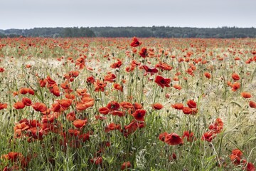 Poppy flower (Papaver rhoeas) in a grain field, Mecklenburg-Western Pomerania, Germany