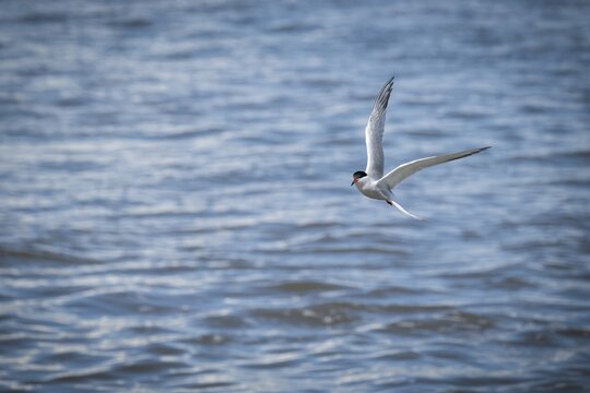 Arctic Arctic Tern (Sterna paradisea) in flight, Wadden Sea, North Frisia, Schleswig-Holstein, Germany