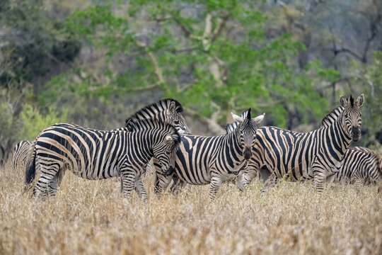 Plains zebras (Equus quagga), group in tall grass, Kruger National Park, South Africa
