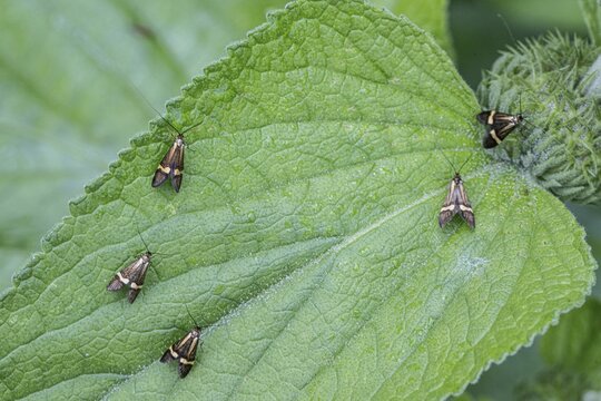Longhorn butterfly (Nemophora degeerelle), Emsland, Lower Saxony, Germany