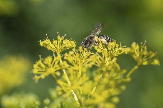 Honey bee (Apis mellifera) a Yellow umbel (Smyrnium perfoliatum), Emsland, Lower Saxony, Germany