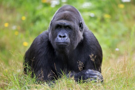 Western gorilla (Gorilla gorilla), adult, male, portrait, captive
