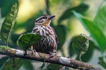 A bird with spotted feathers sat on a tree branch.